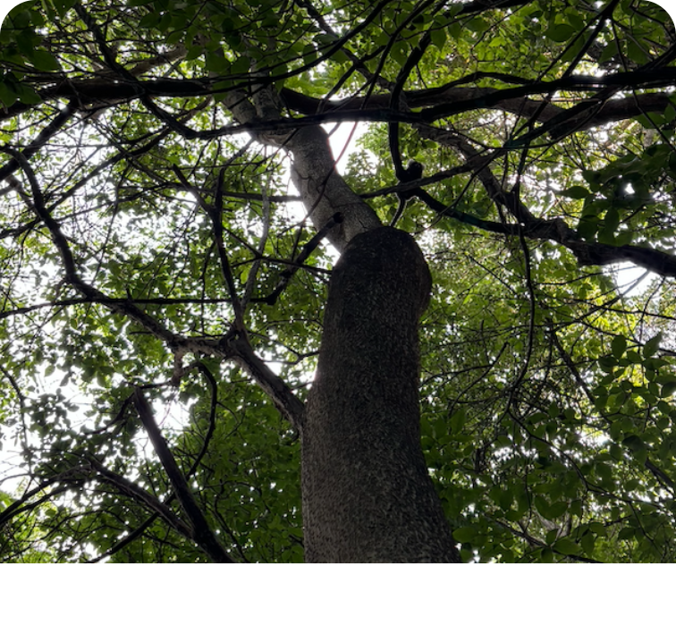 Looking up at a large tree trunk, surrounded by a dense canopy of green leaves, with diffused sunlight peeking through the branches.